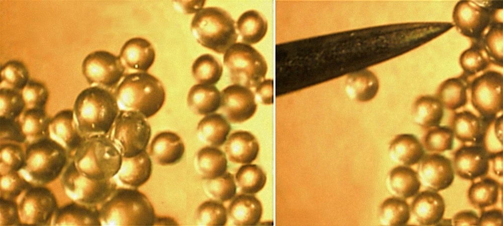 Chitosankapseln - &copy;Inducap GmbH