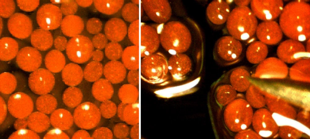 Alginat Beads - &copy; Inducap GmbH