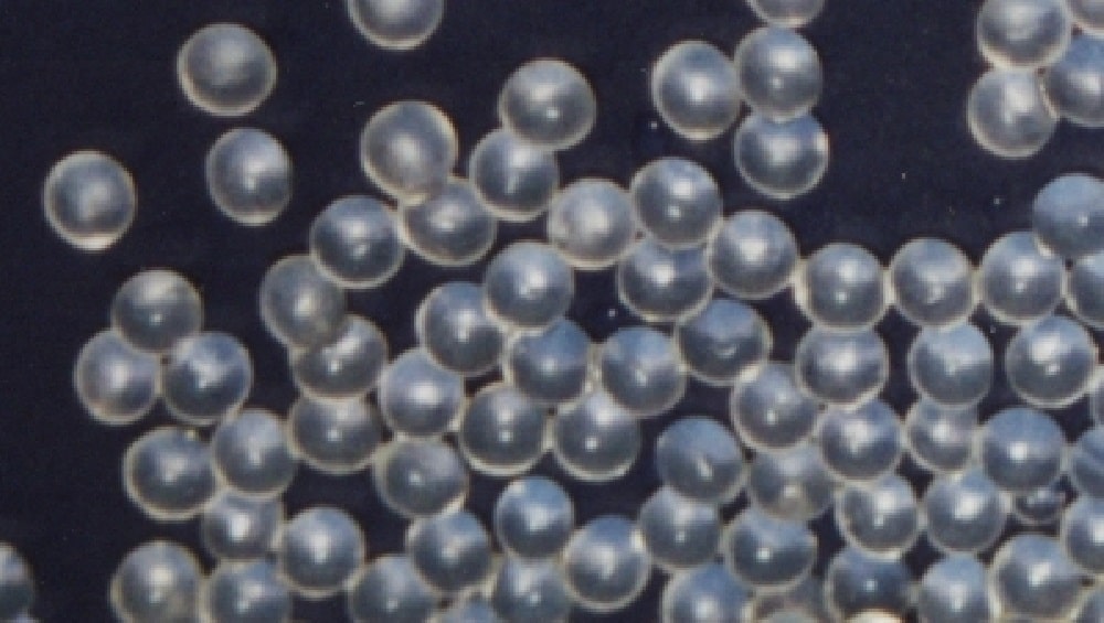 Hydrogel Microbeads - &copy;Inducap GmbH